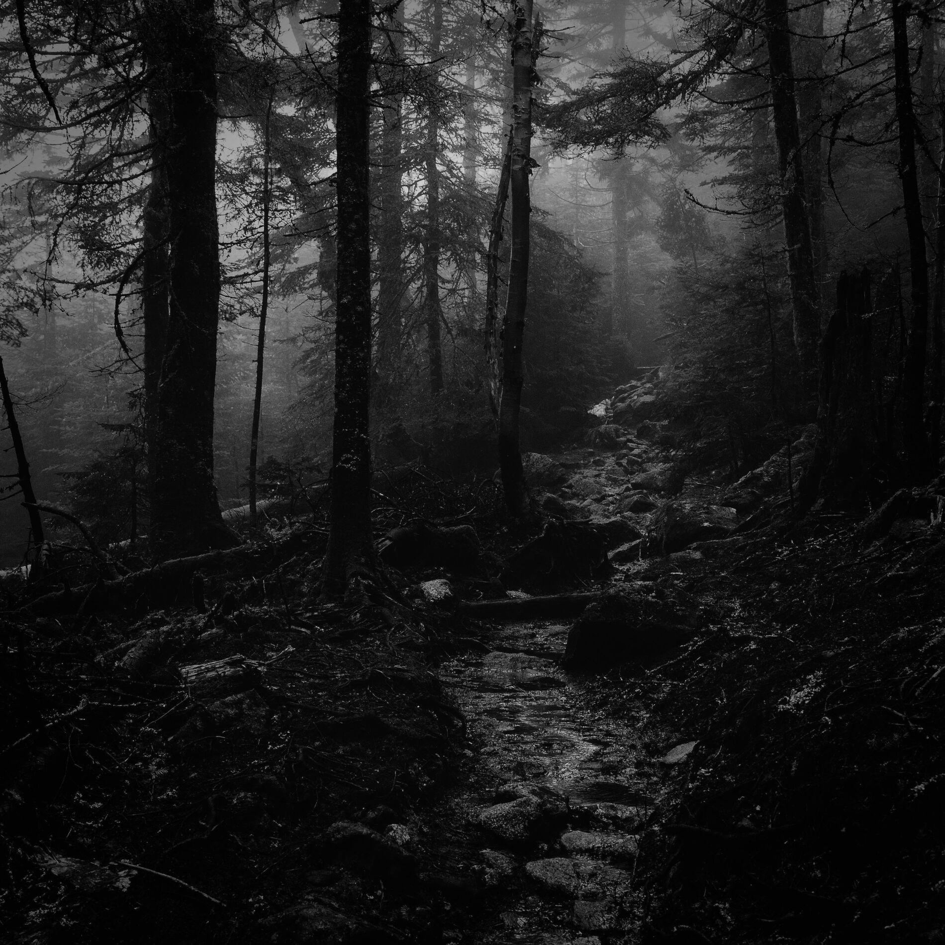 Album cover of clair de lune (reverb + rain)