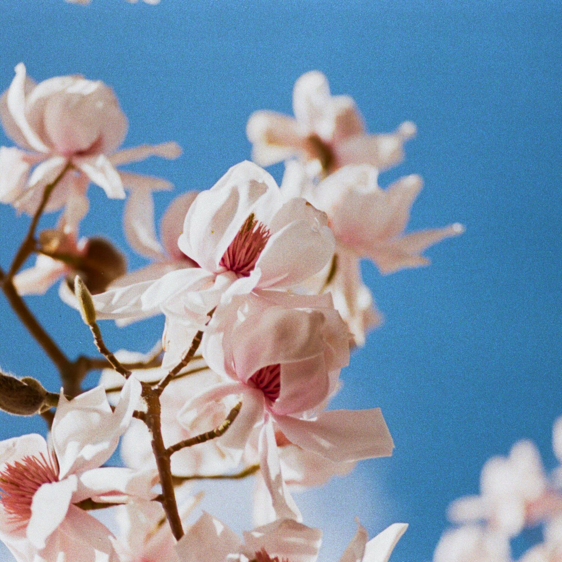 Album cover of Smell The Flowers / Bluebells (Moods Remix)