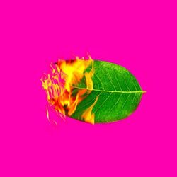Cover of New Leaf