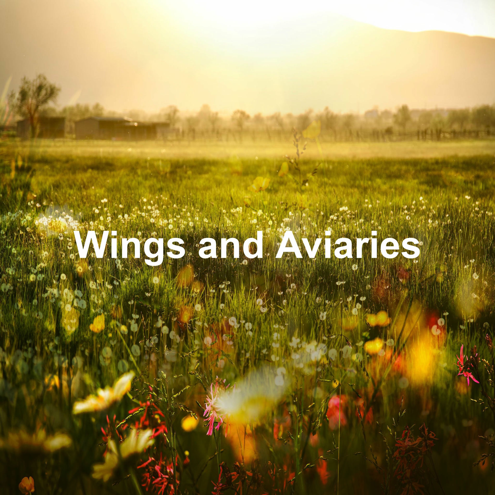 Album cover of Wings and Aviaries