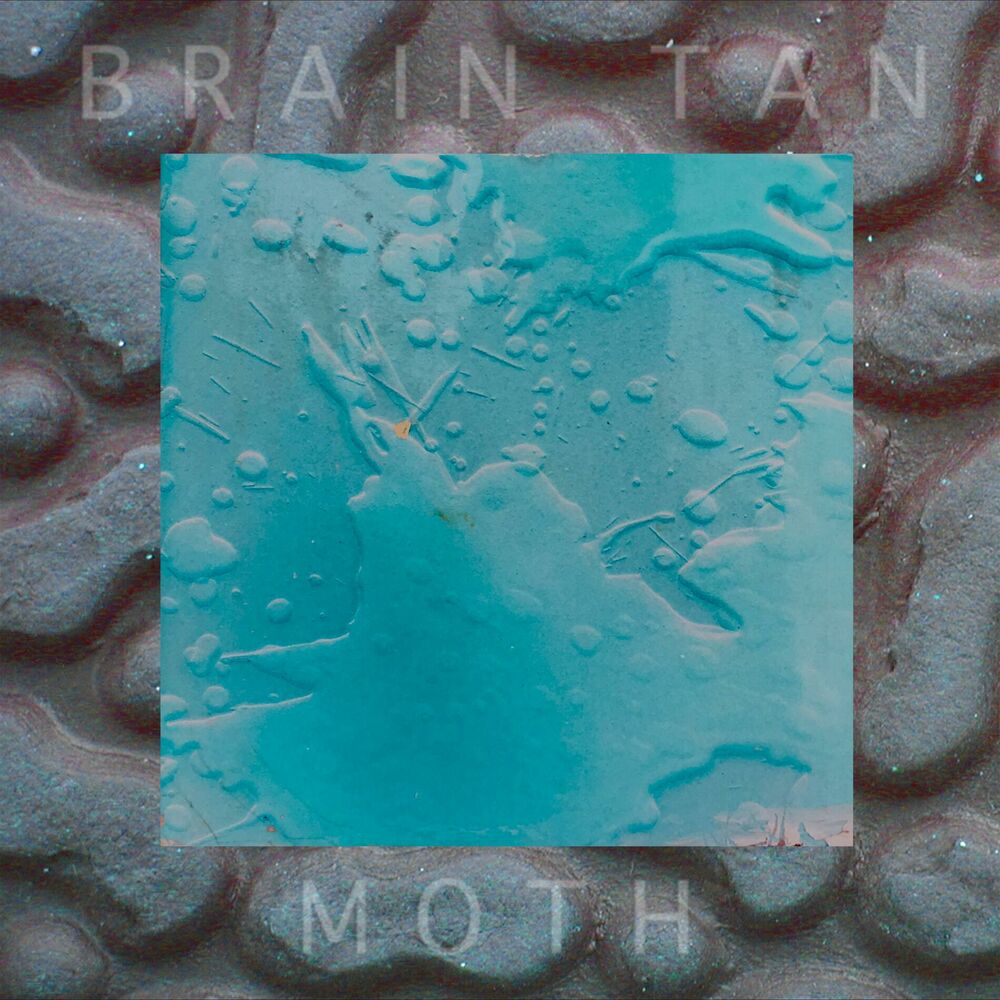 Picture of Moth