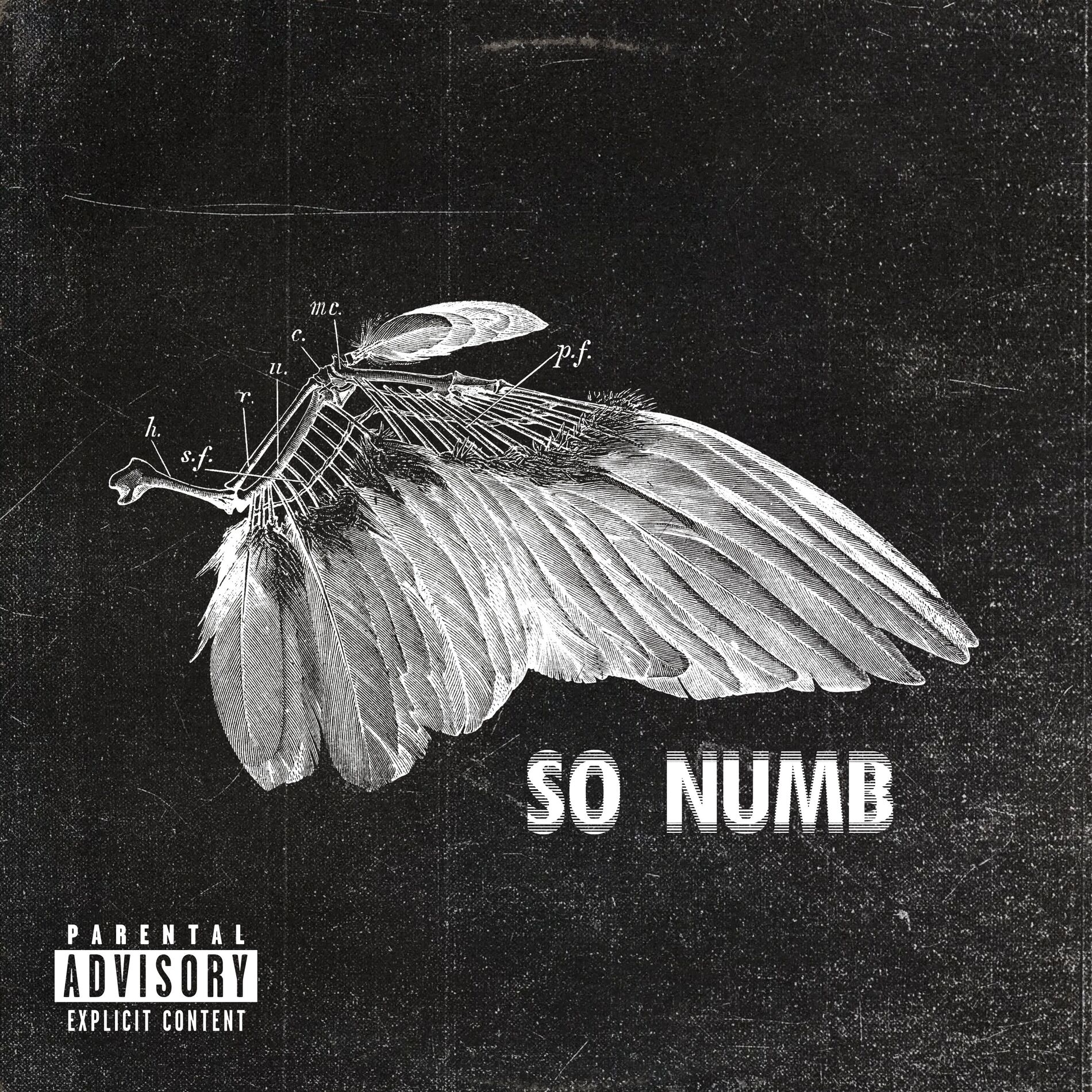 Album cover of So Numb