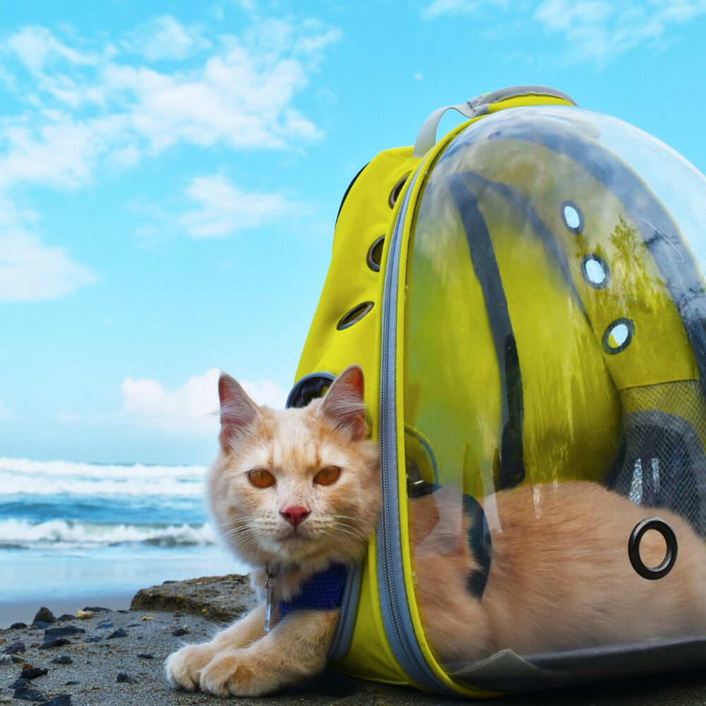 Picture of Pet Harmony by the Sea: Music for Stress Relief