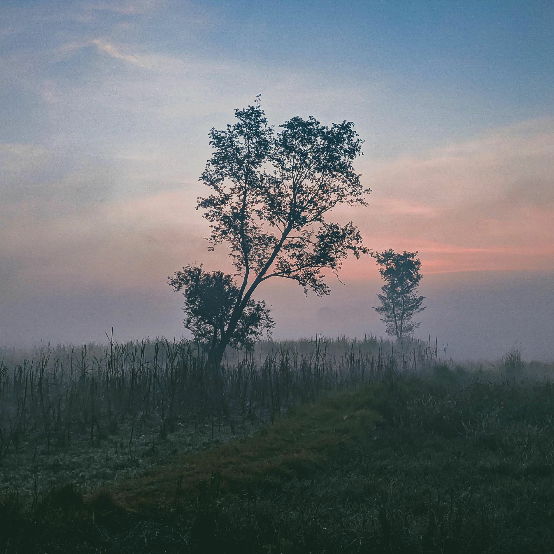 Album cover of In the Morning