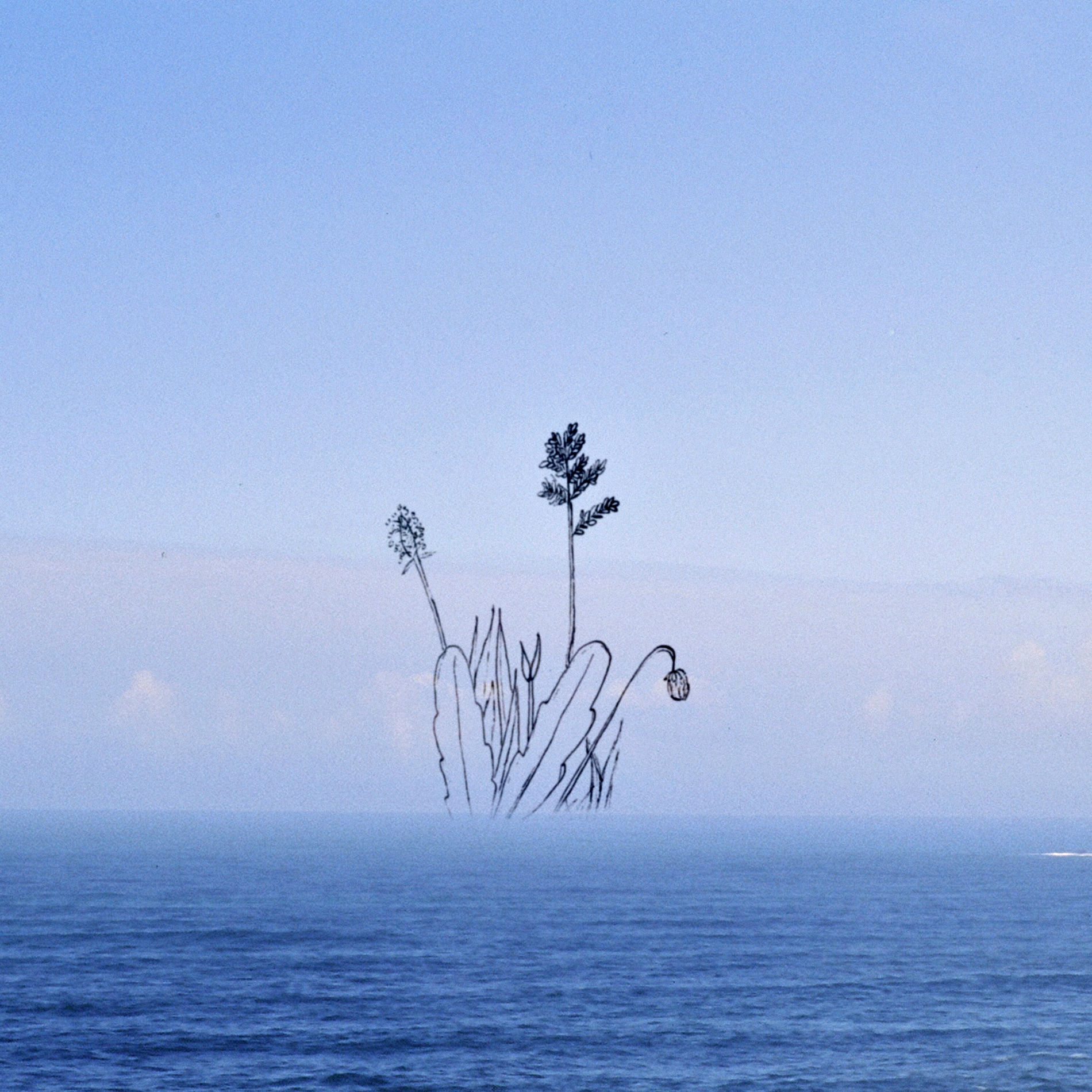 Album cover of Wander Into