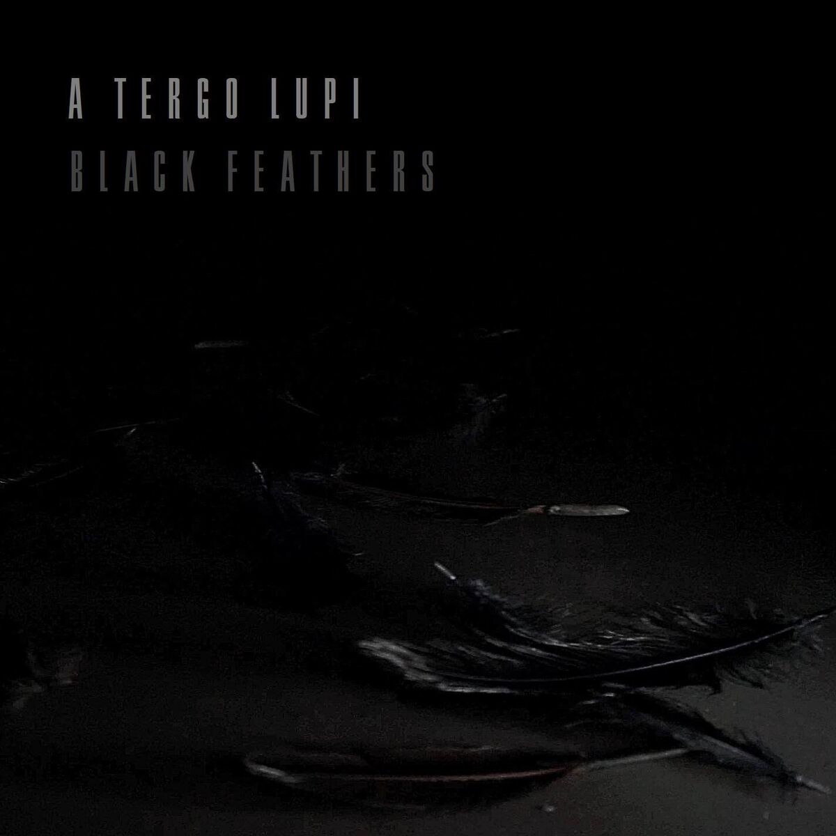 Album cover of Black Feathers