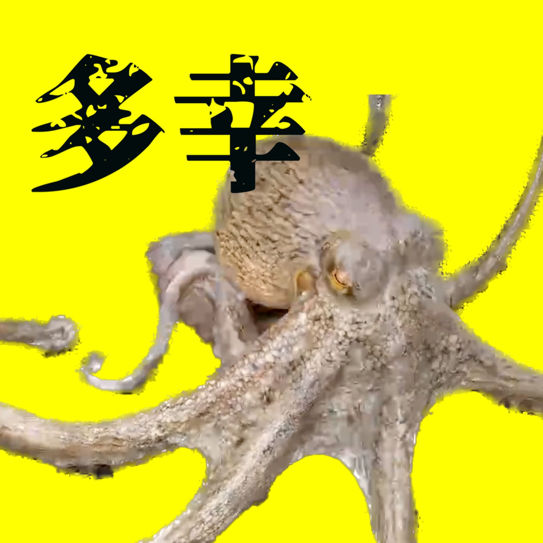 Album cover of Tako