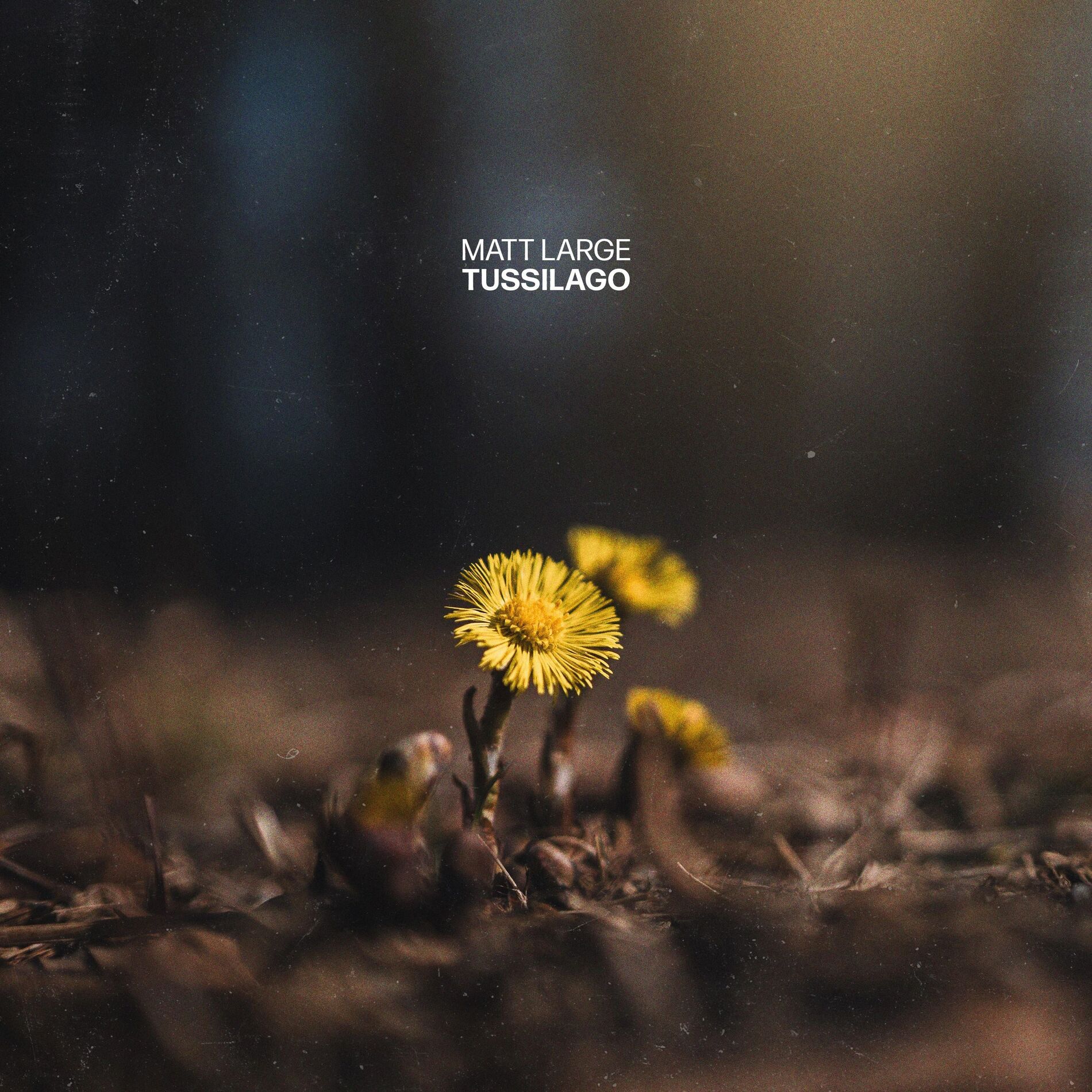 Album cover of Tussilago