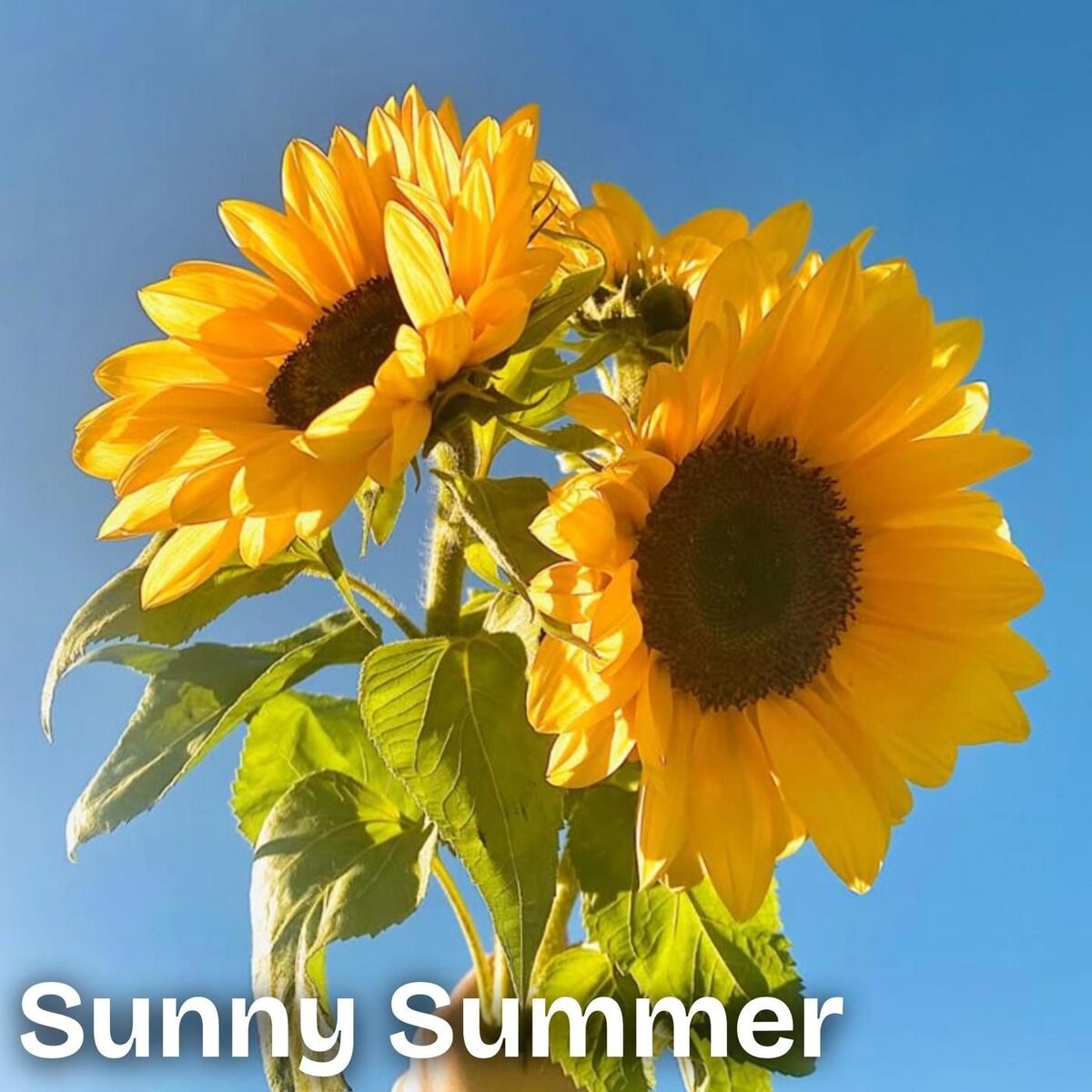 Album cover of Sunny Summer