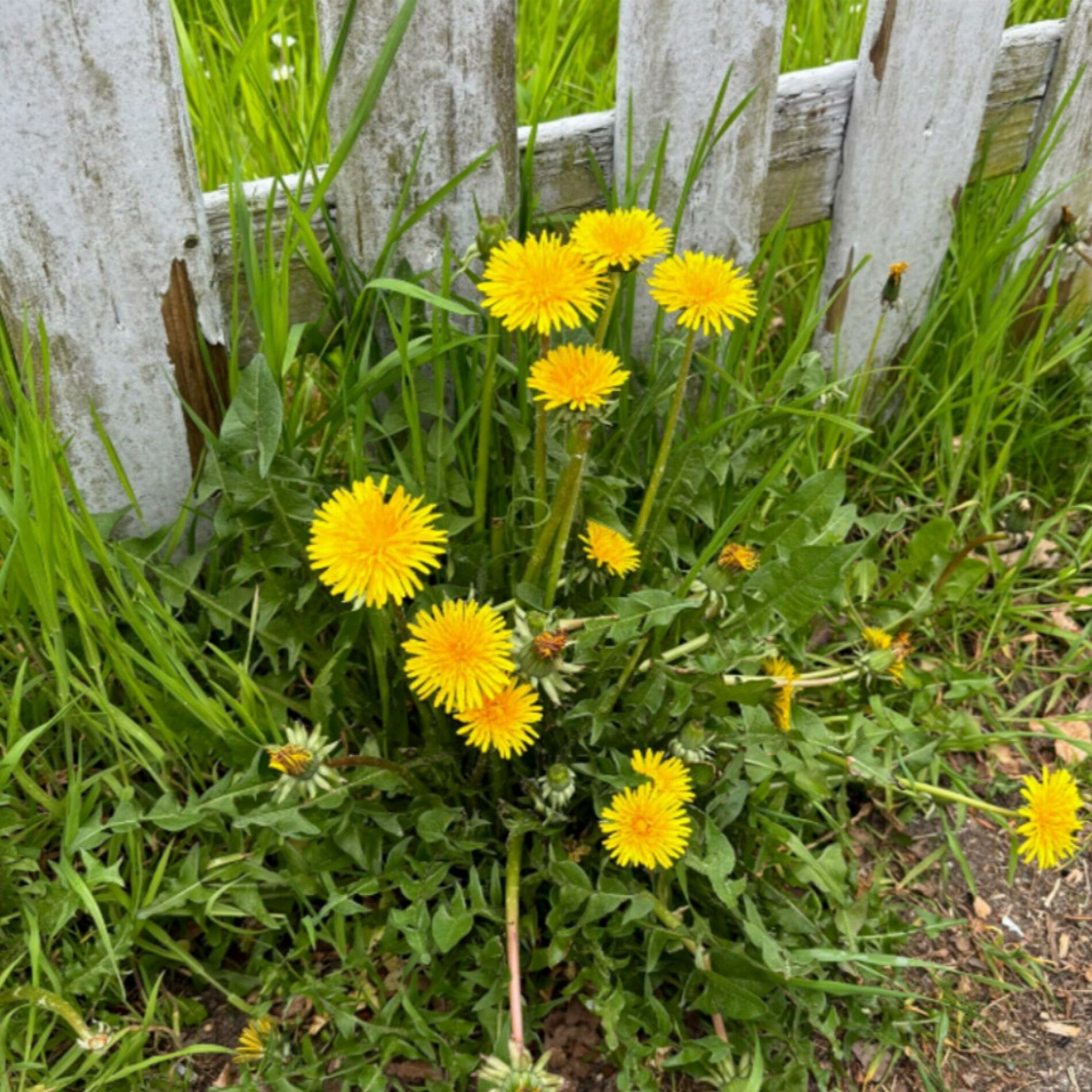 Album cover of Clean det' ka' vi li'