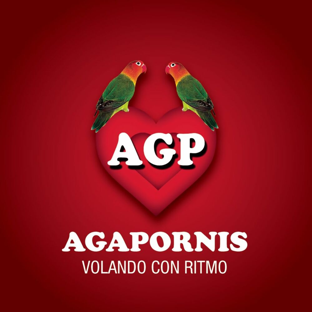 Picture of Agapornis - Volando Con Ritmo