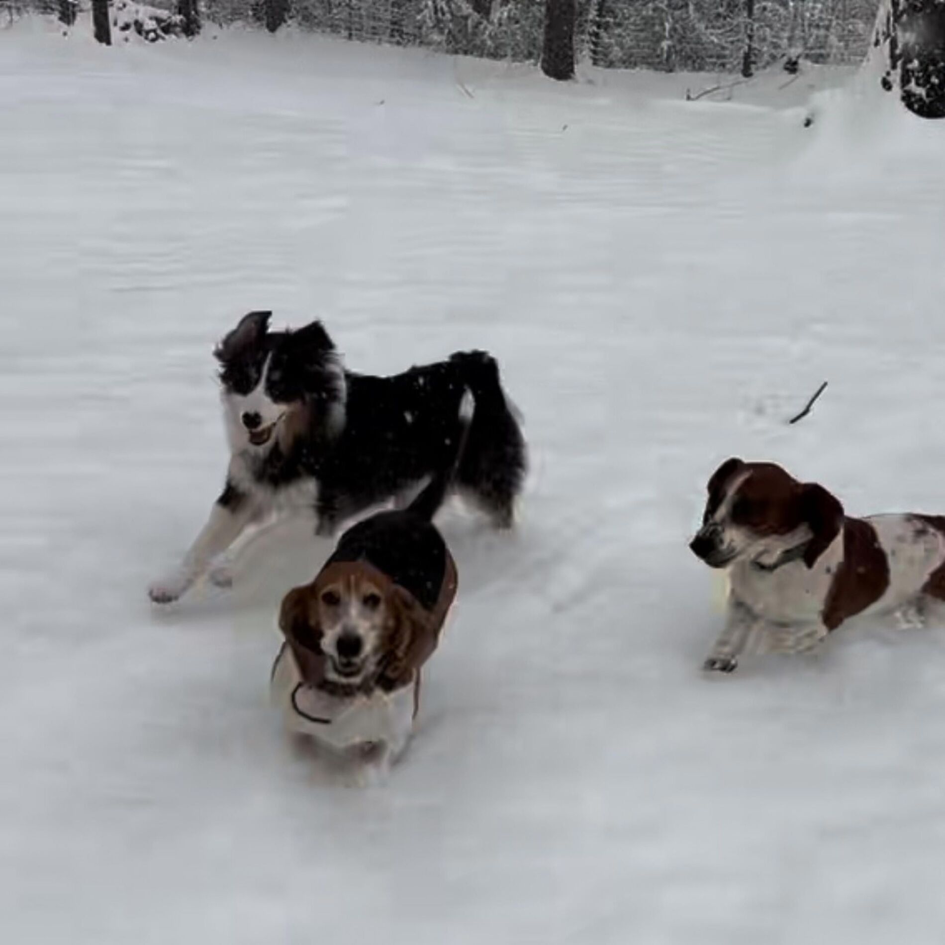 Album cover of Dogs in the snow (feat. todd)