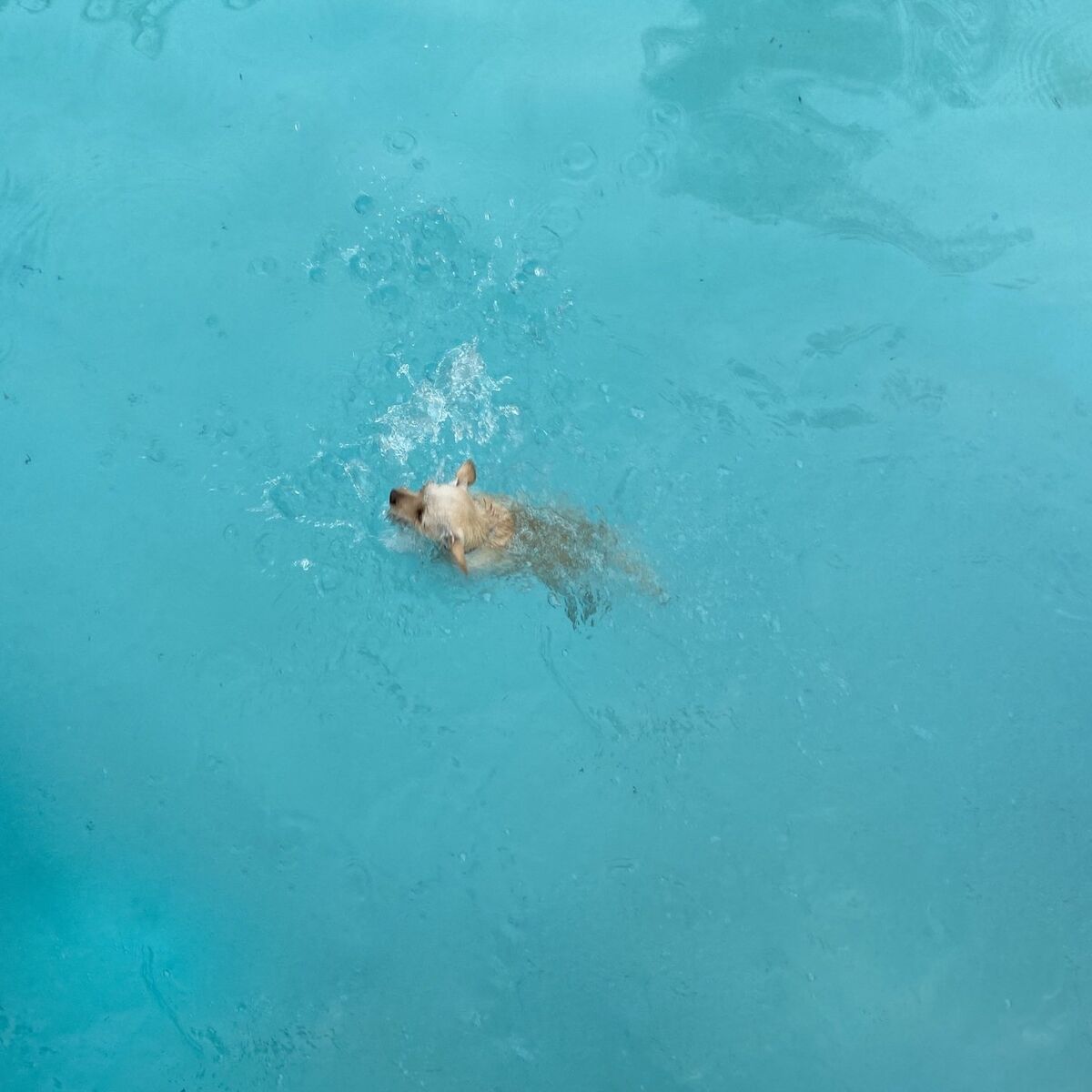 Album cover of Swim Test