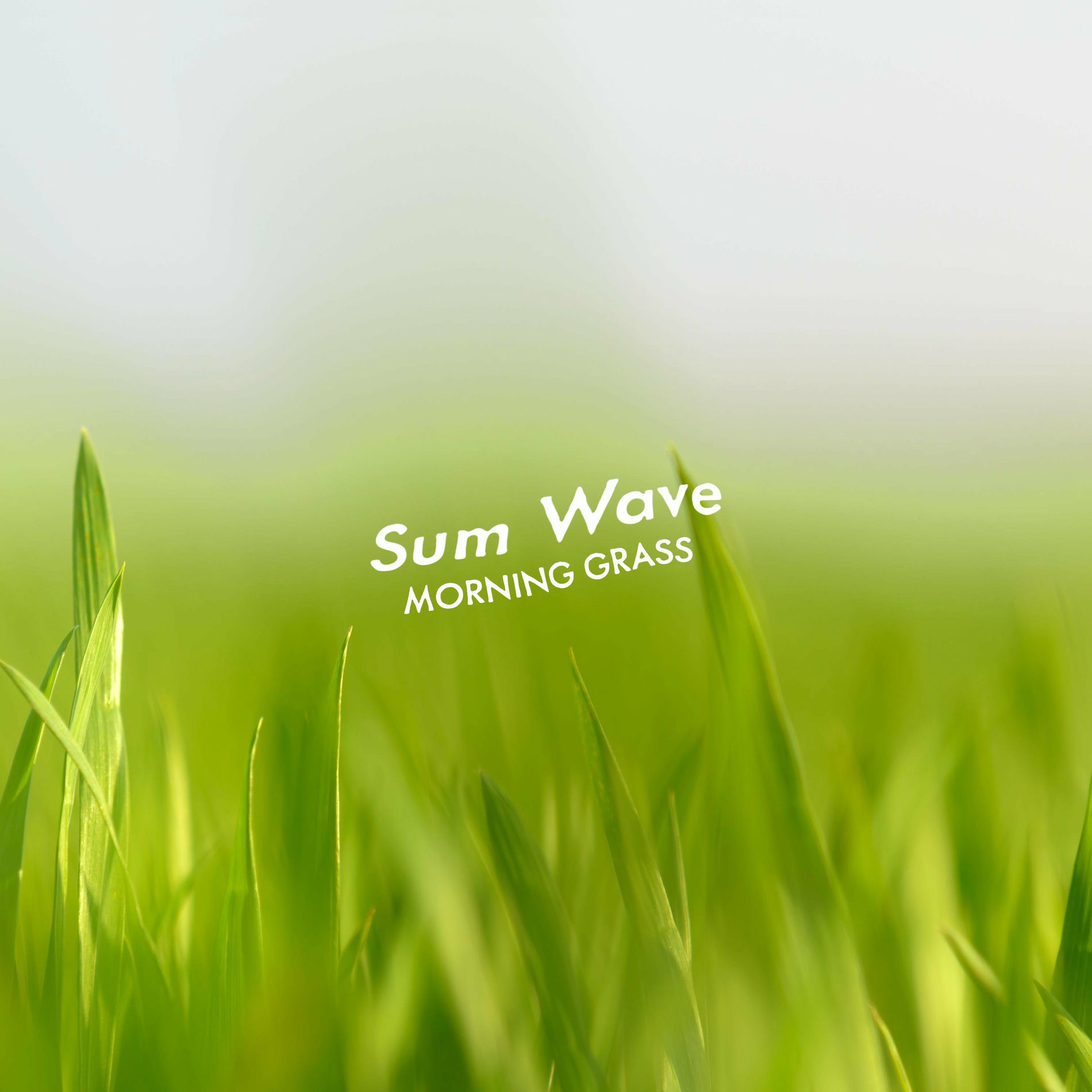 Album cover of Morning Grass