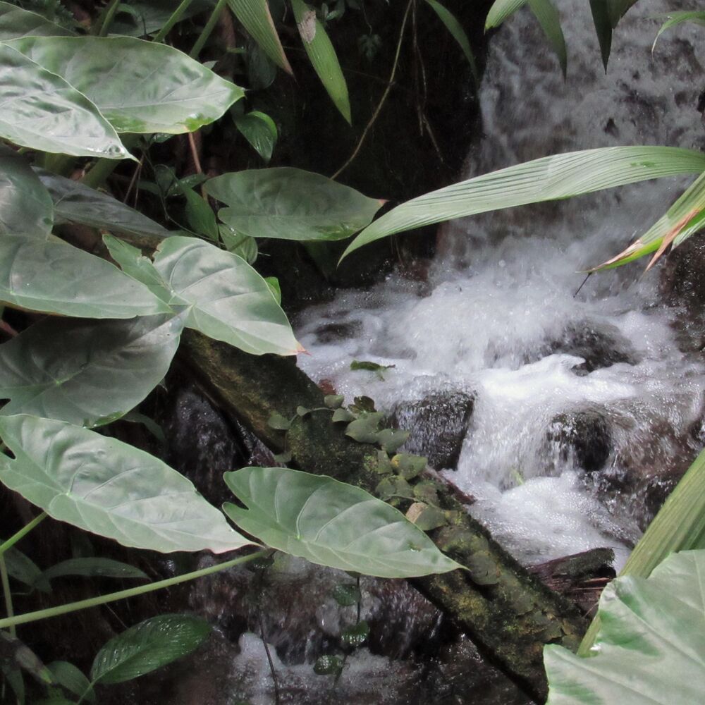 Picture of Tropics