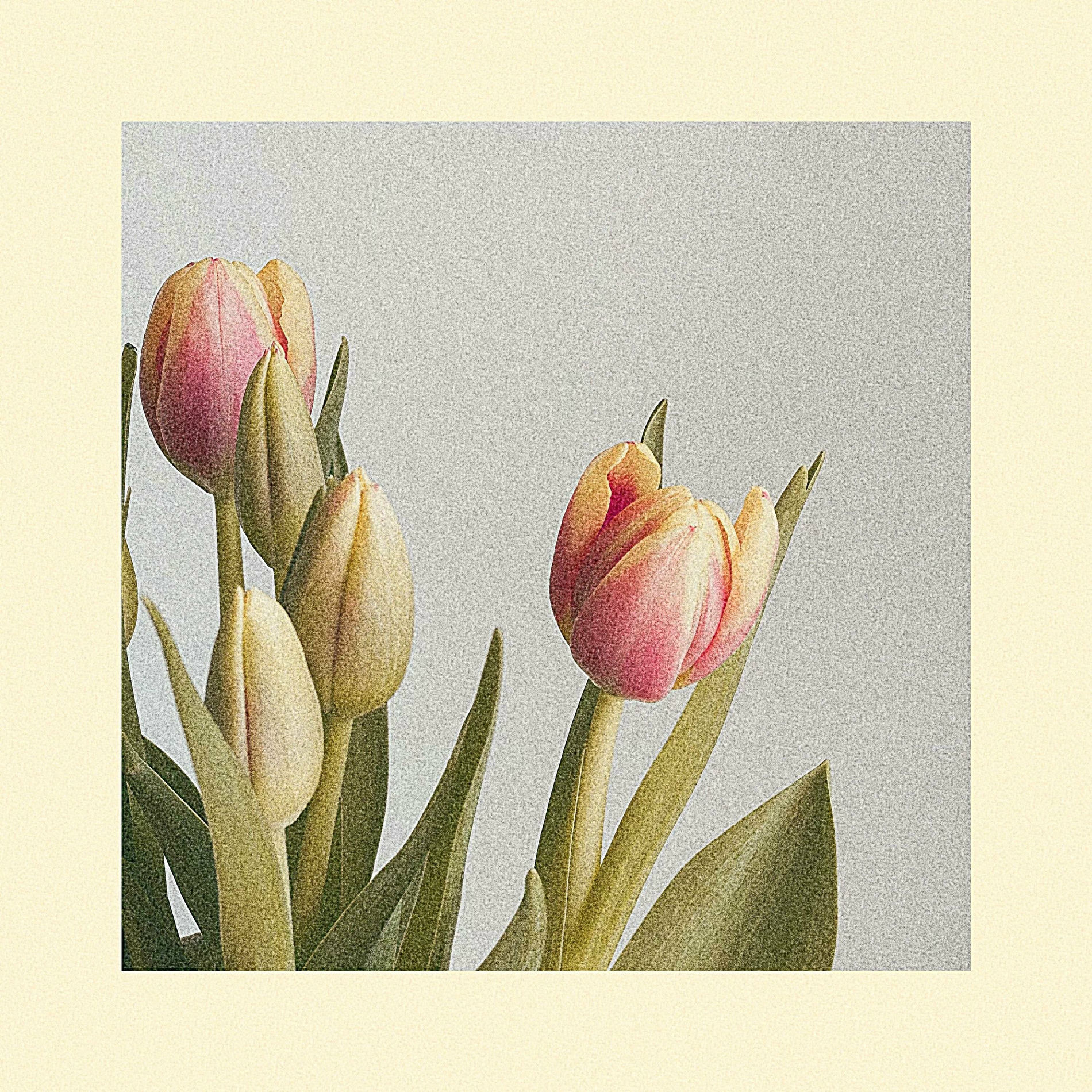 Album cover of LULLABY