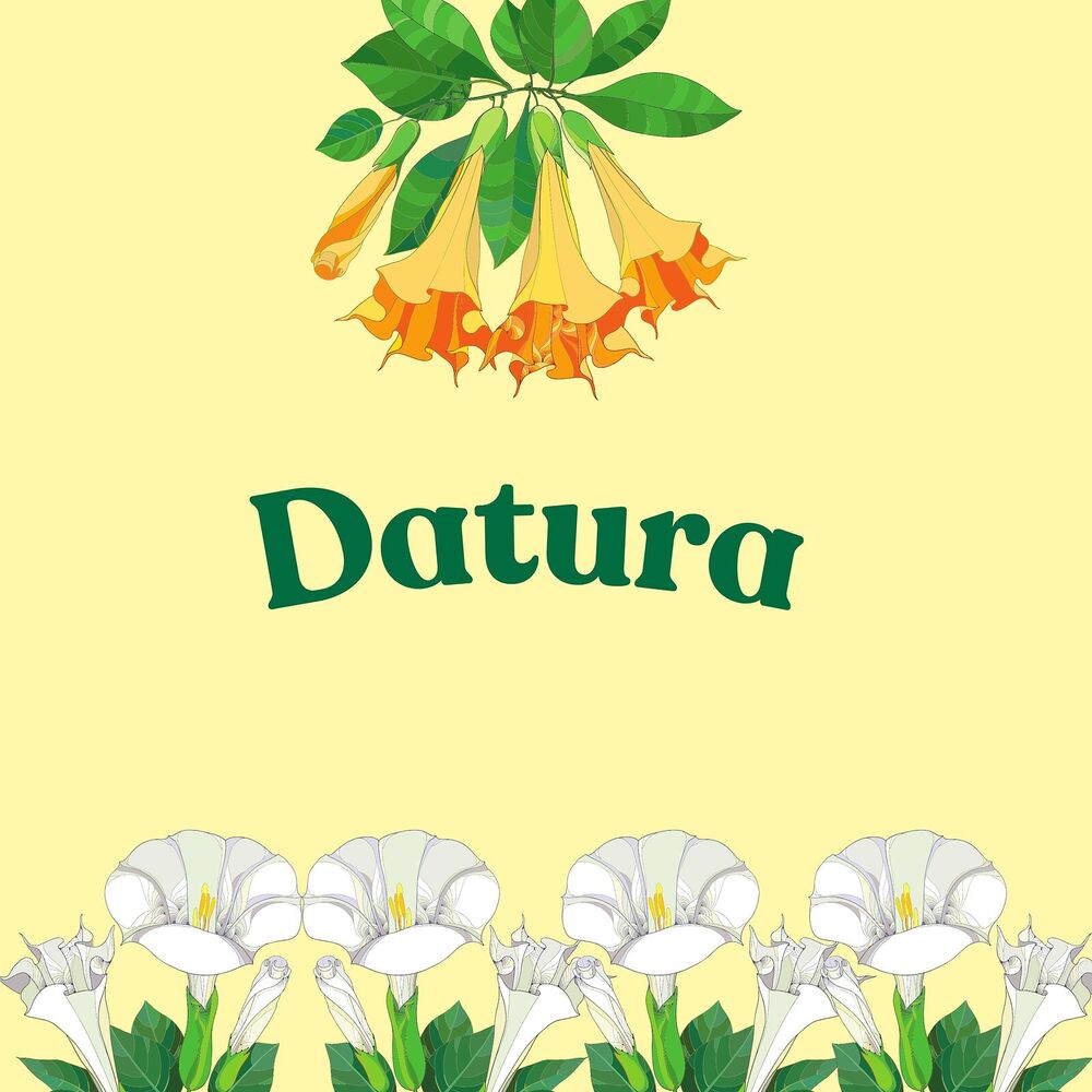 Picture of Datura