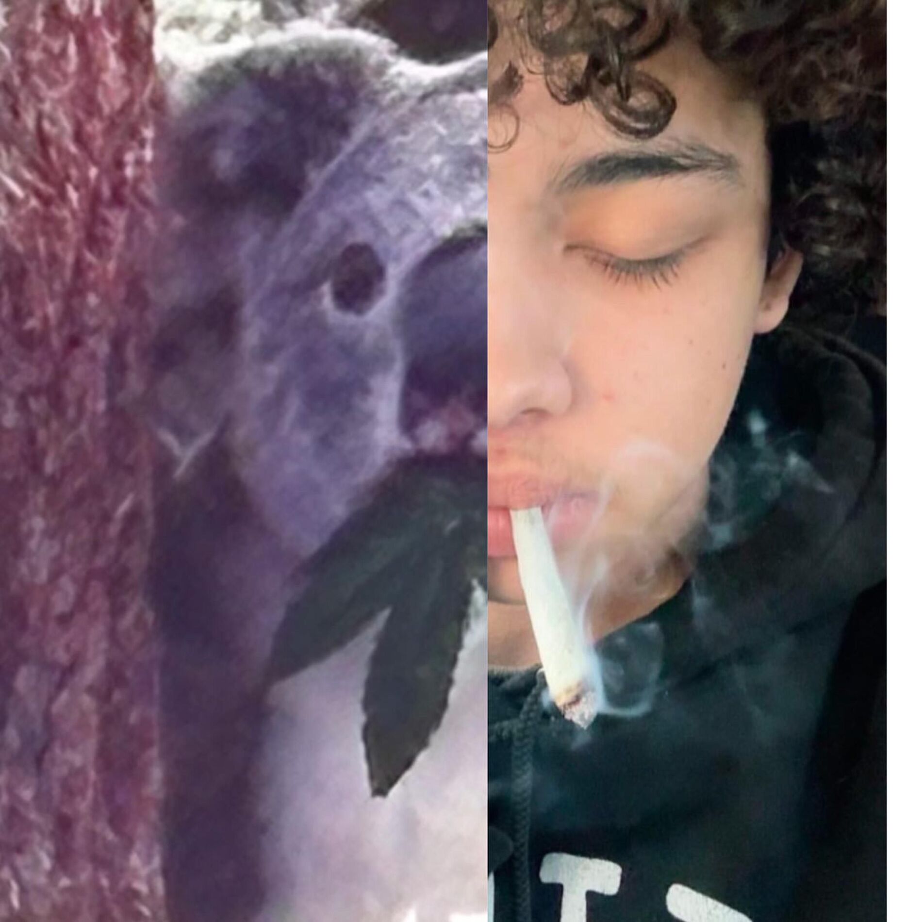 Album cover of koala beamer spinnin