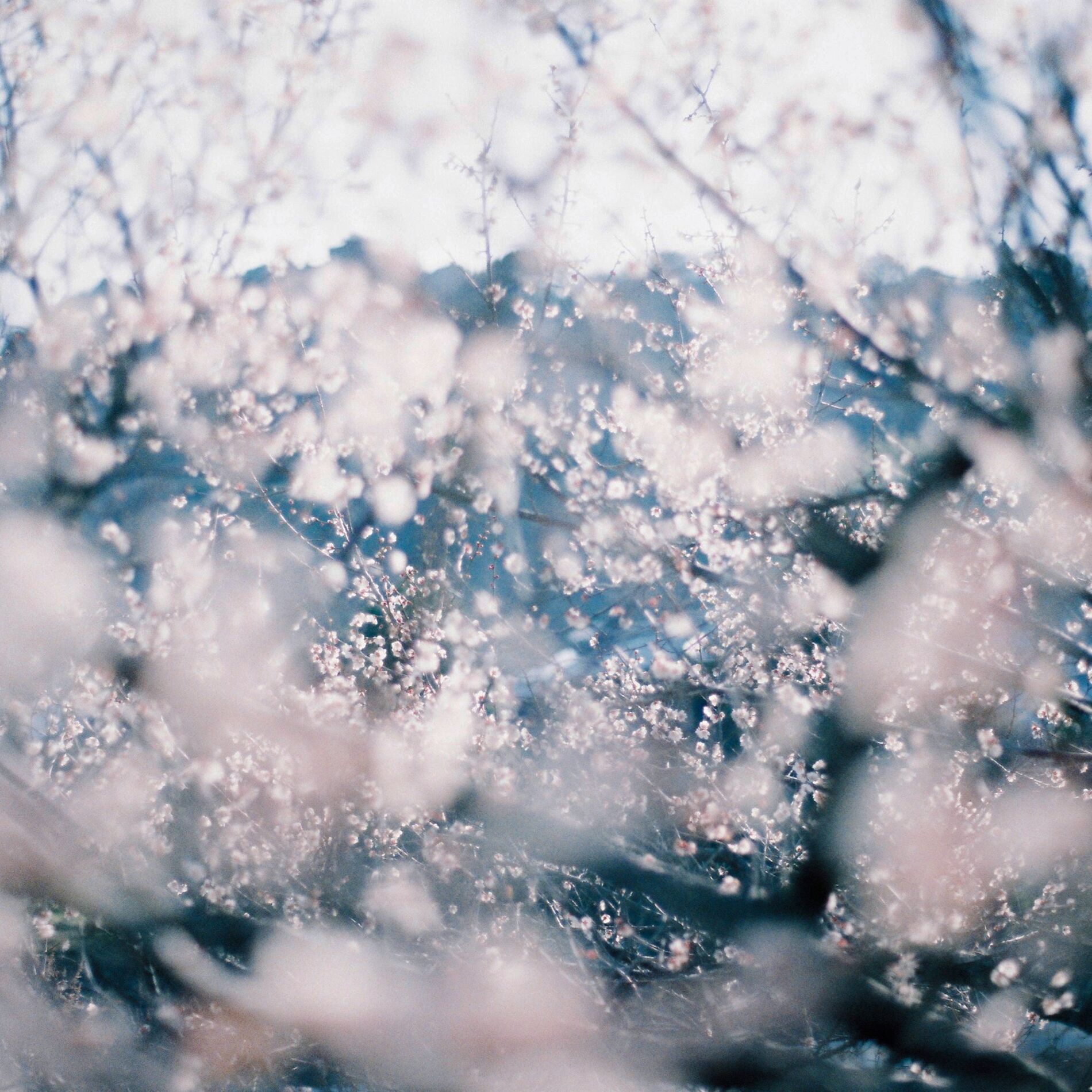 Album cover of april - tree