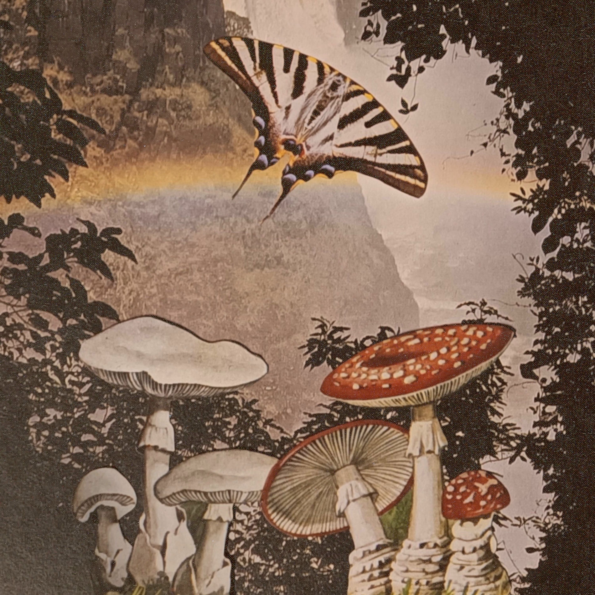 Album cover of Ailanthus