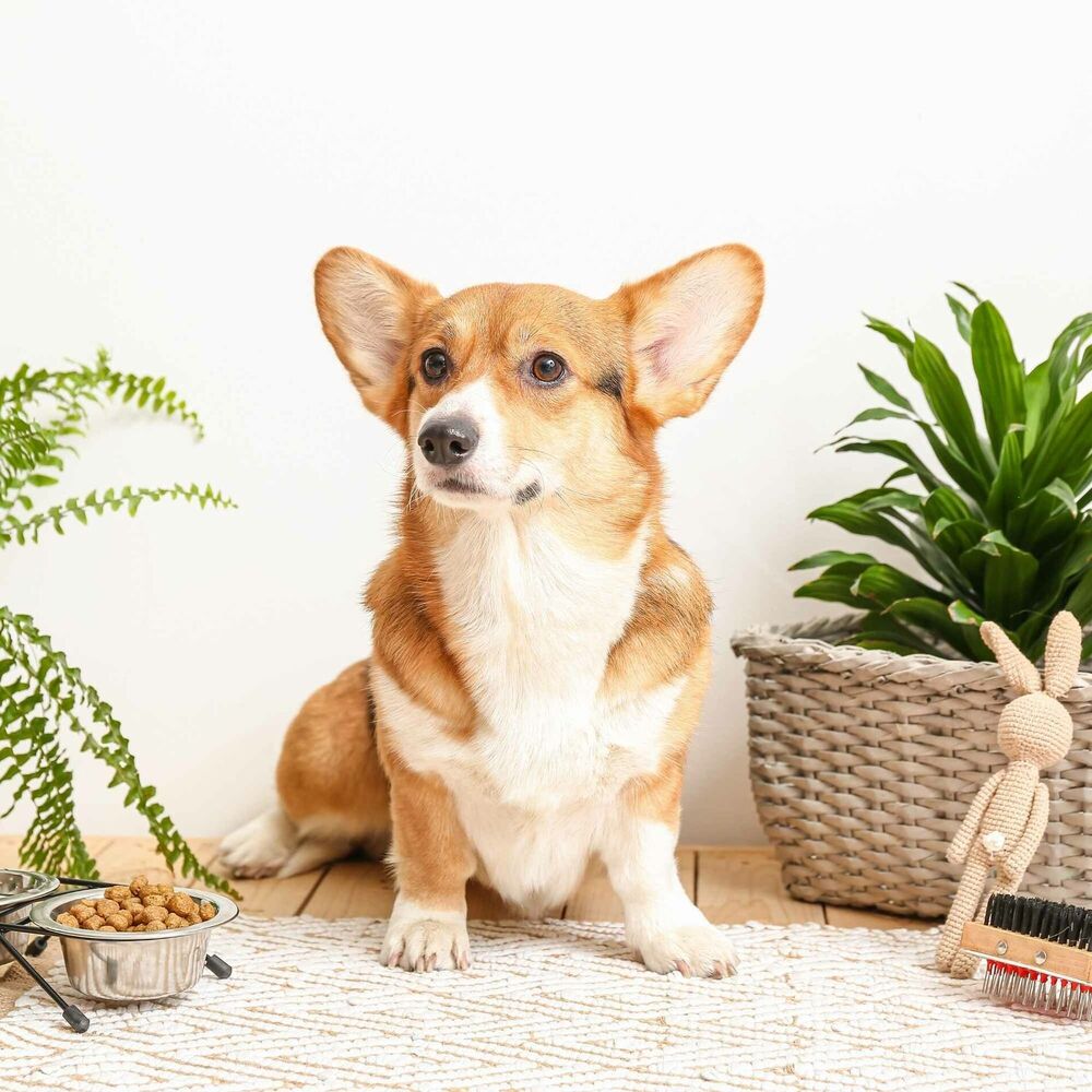 Picture of Delightful Ambiance for The Relaxing Puppy