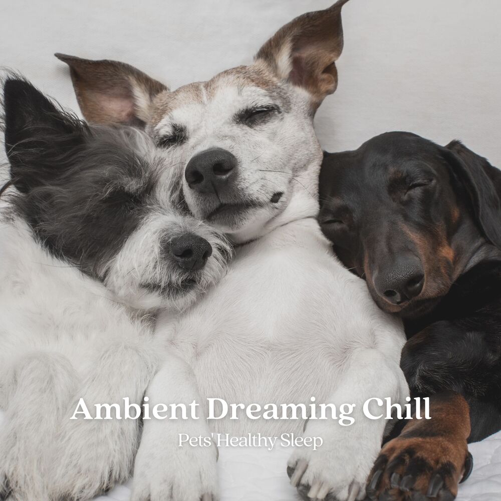 Picture of Ambient Dreaming Chill: Pets' Healthy Sleep