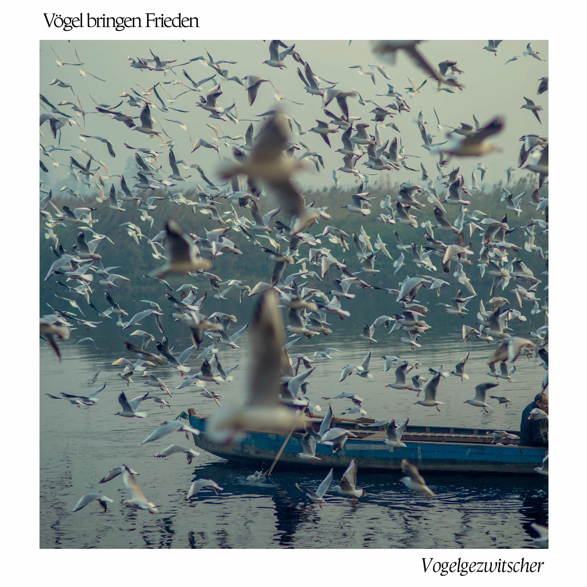 Album cover of Vögel bringen Frieden