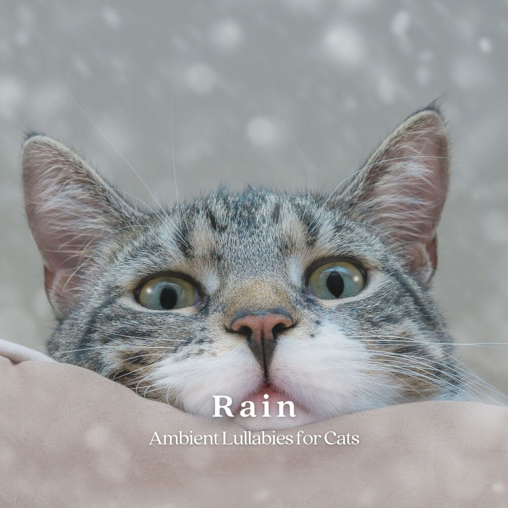 Picture of Rain: Ambient Lullabies for Cats
