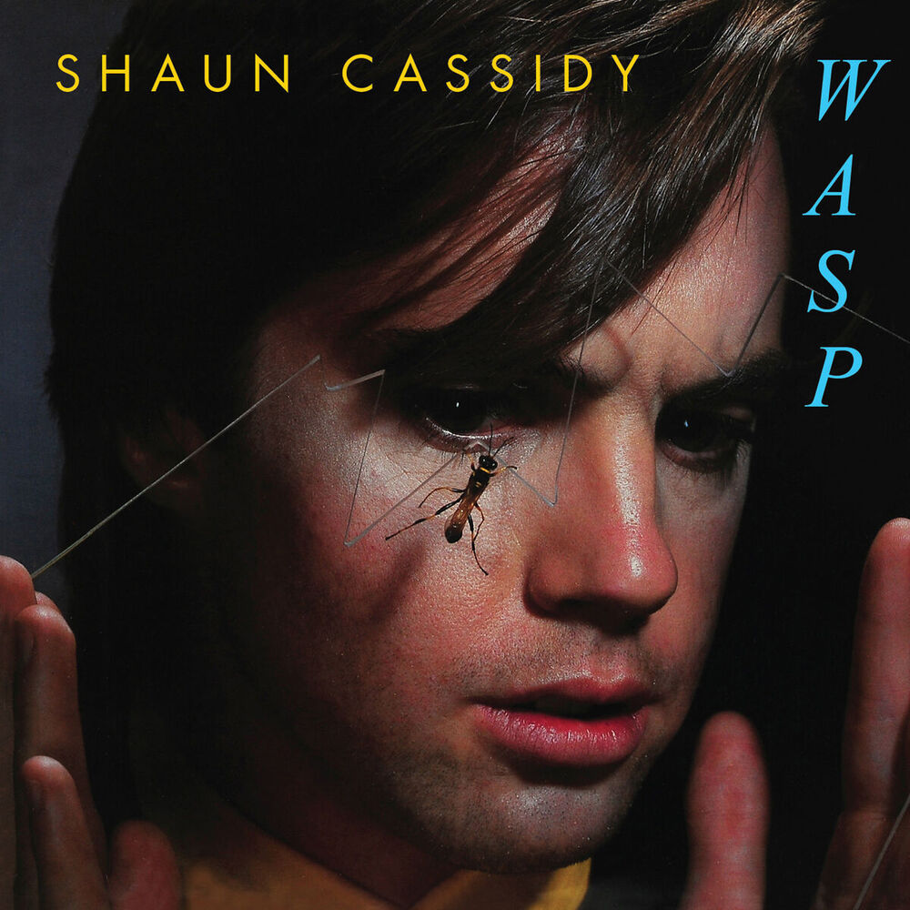 Picture of Wasp