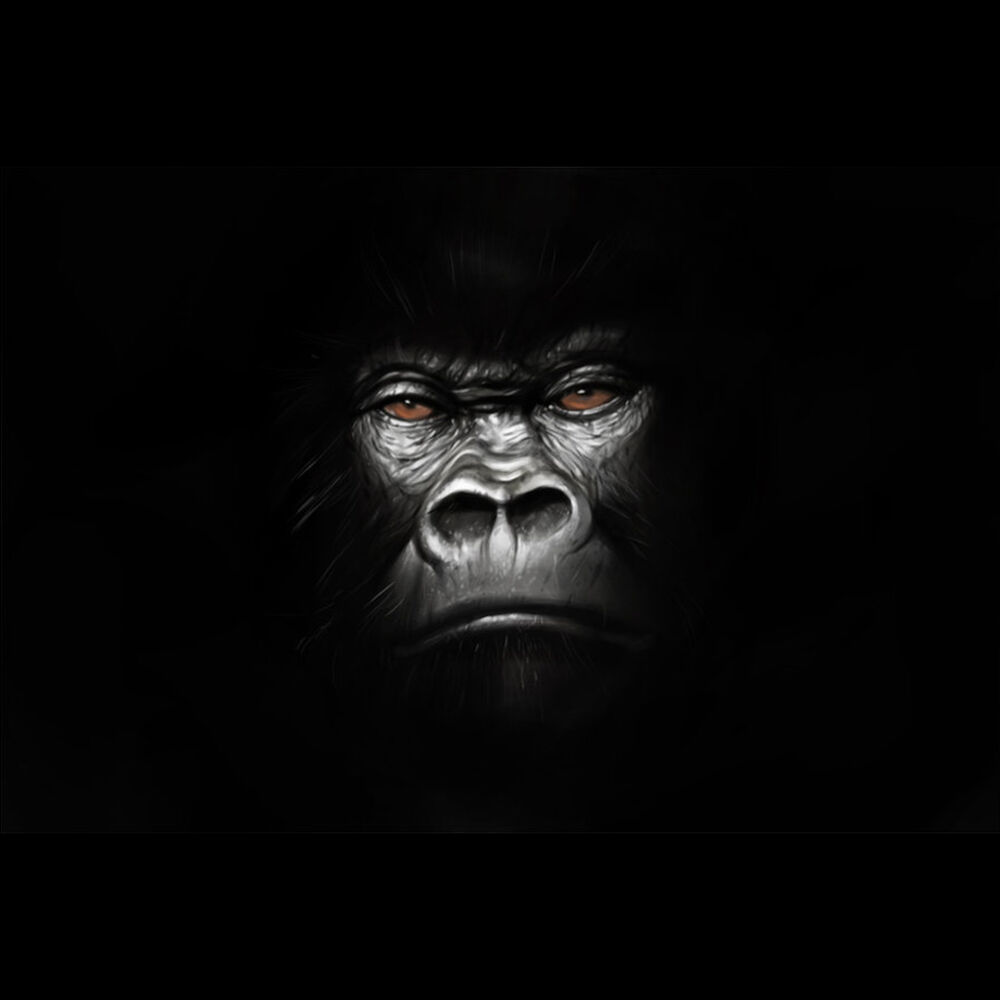 Picture of Harambe