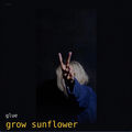 grow sunflower