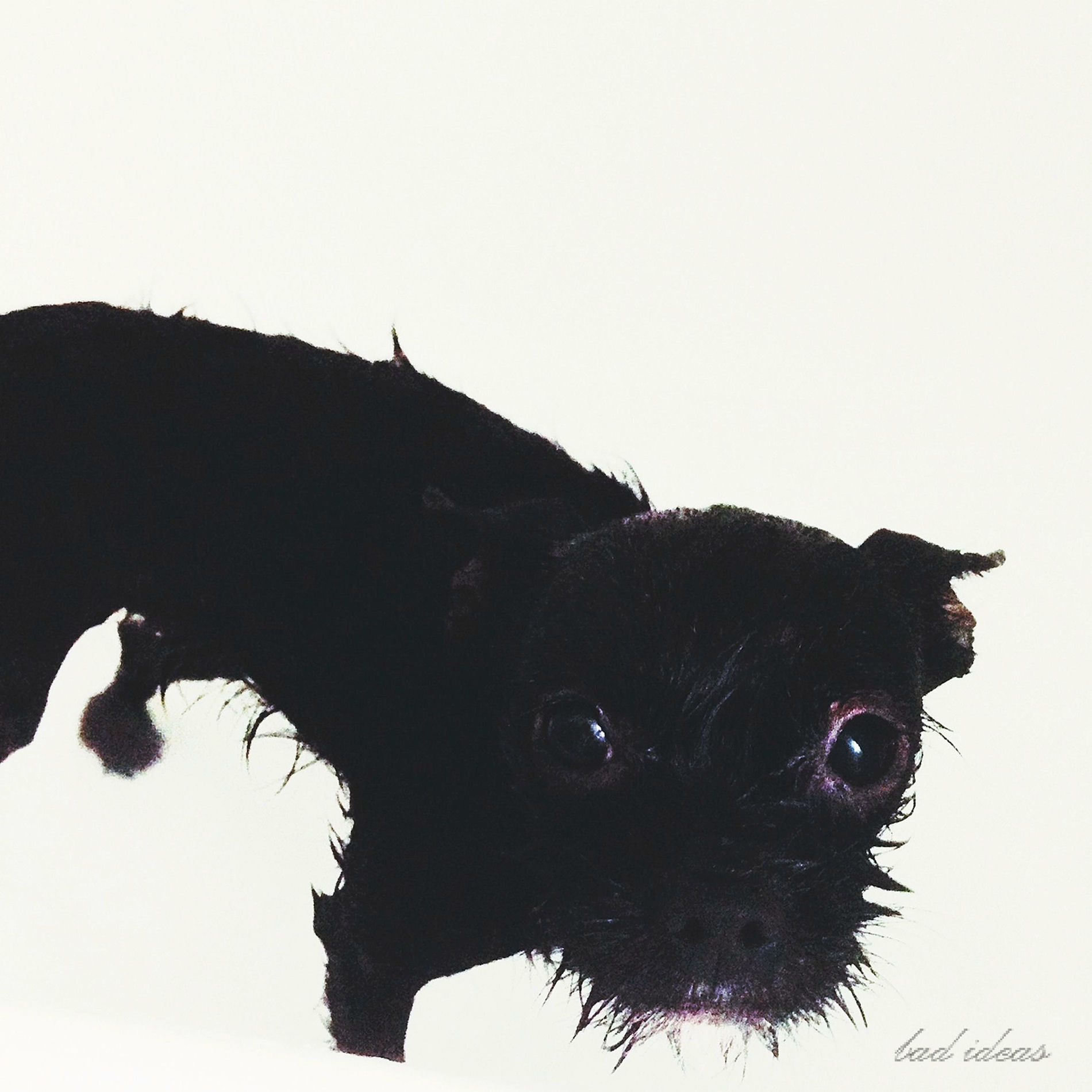 Album cover of Bad Ideas