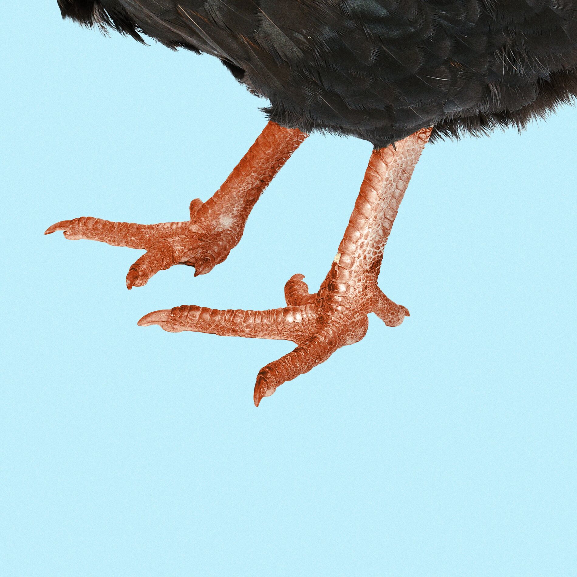 Album cover of NAILS