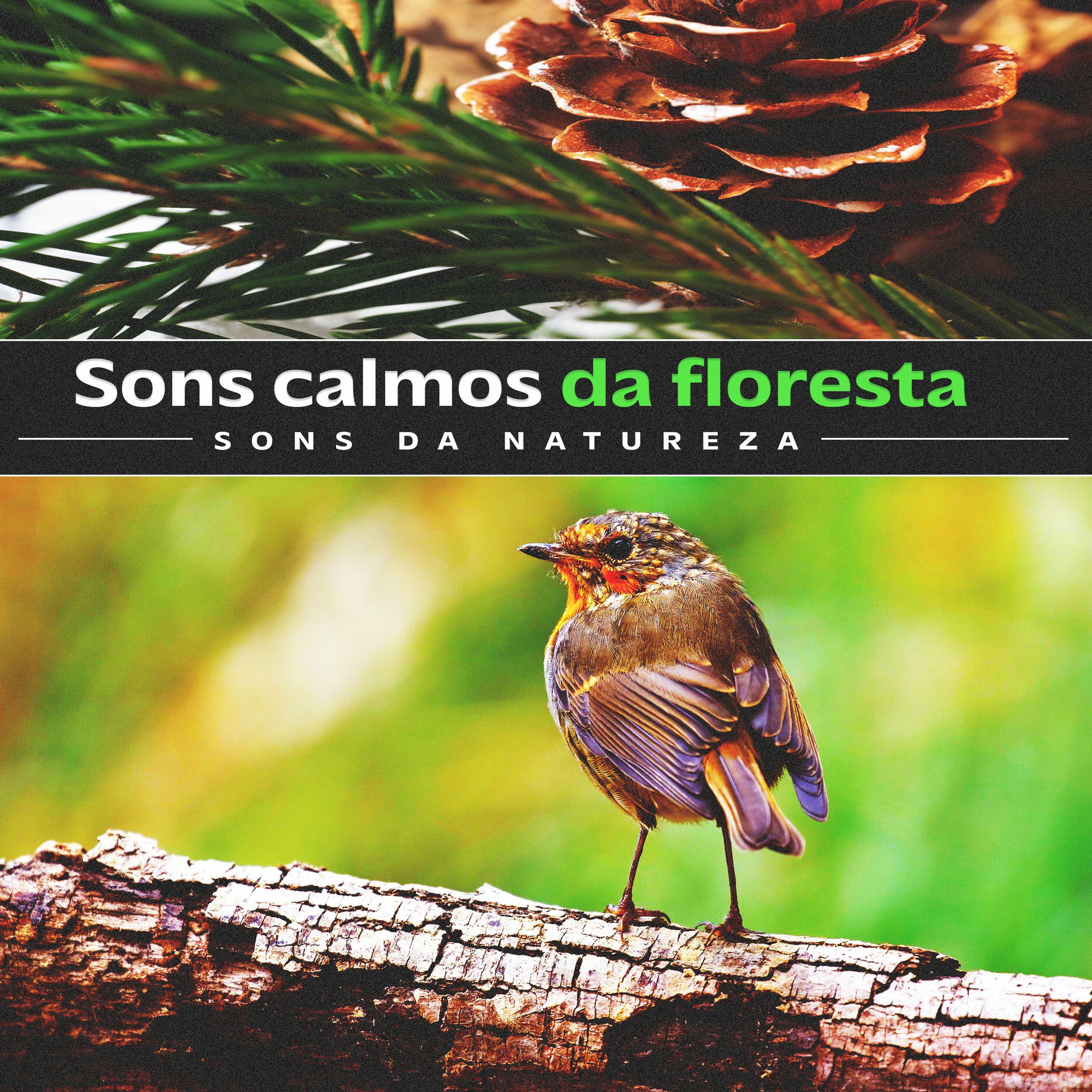 Album cover of Sons calmos da floresta