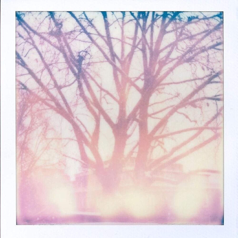 Picture of Forevergreen
