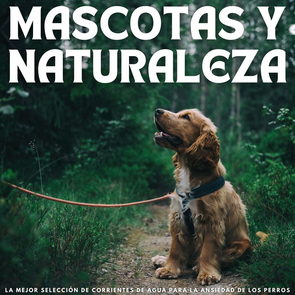 Picture of Mascotas Y Naturaleza: La Mejor Selección De Corrientes De Agua Para La Ansiedad De Los Perros