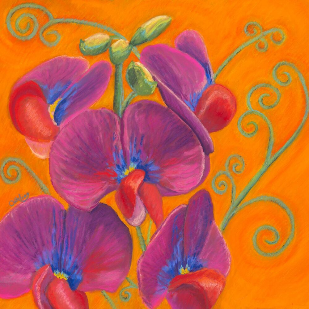 Picture of Sweet Pea