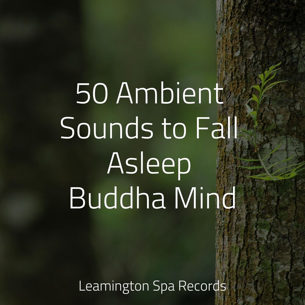 Picture of 50 Ambient Sounds to Fall Asleep Buddha Mind
