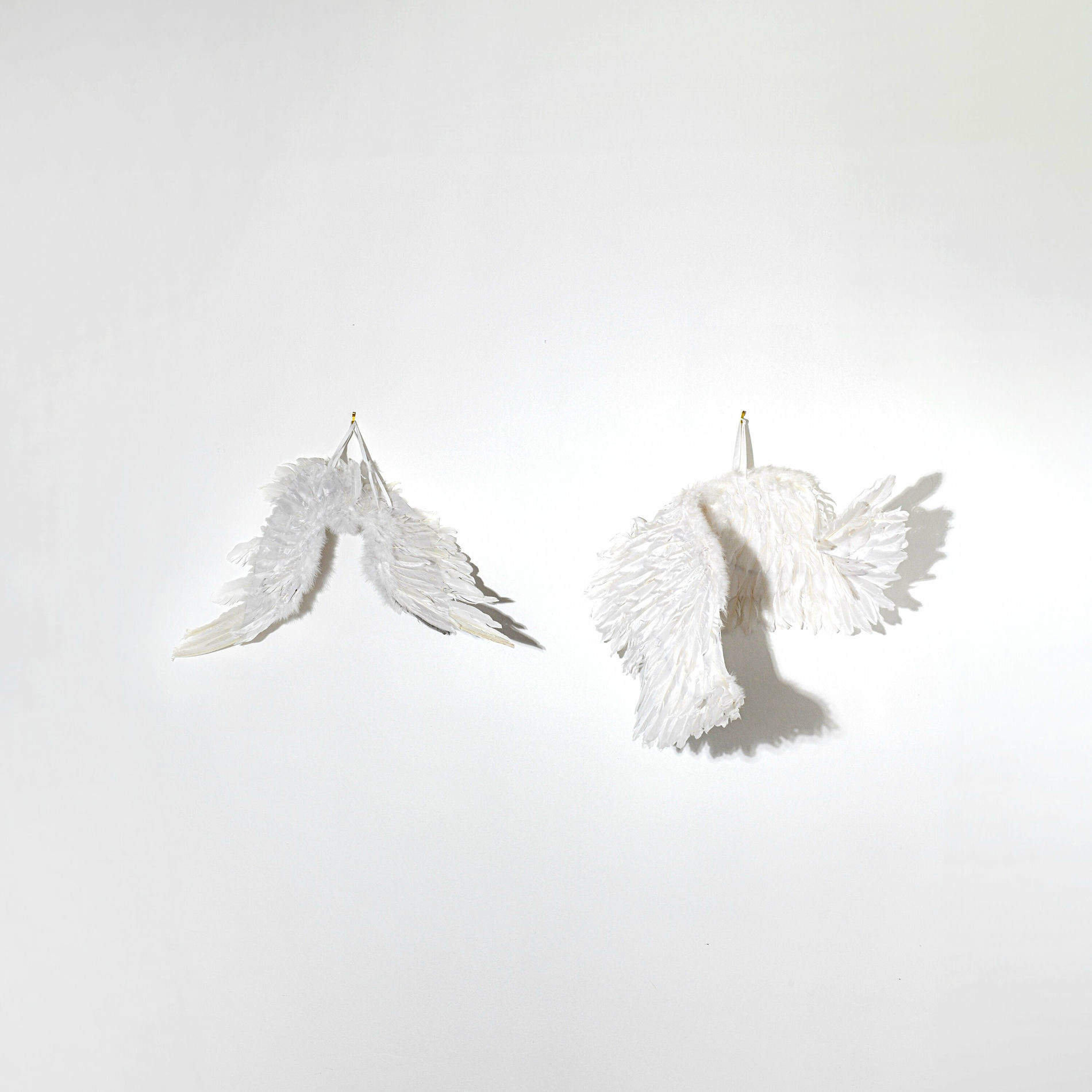 Album cover of Plucked