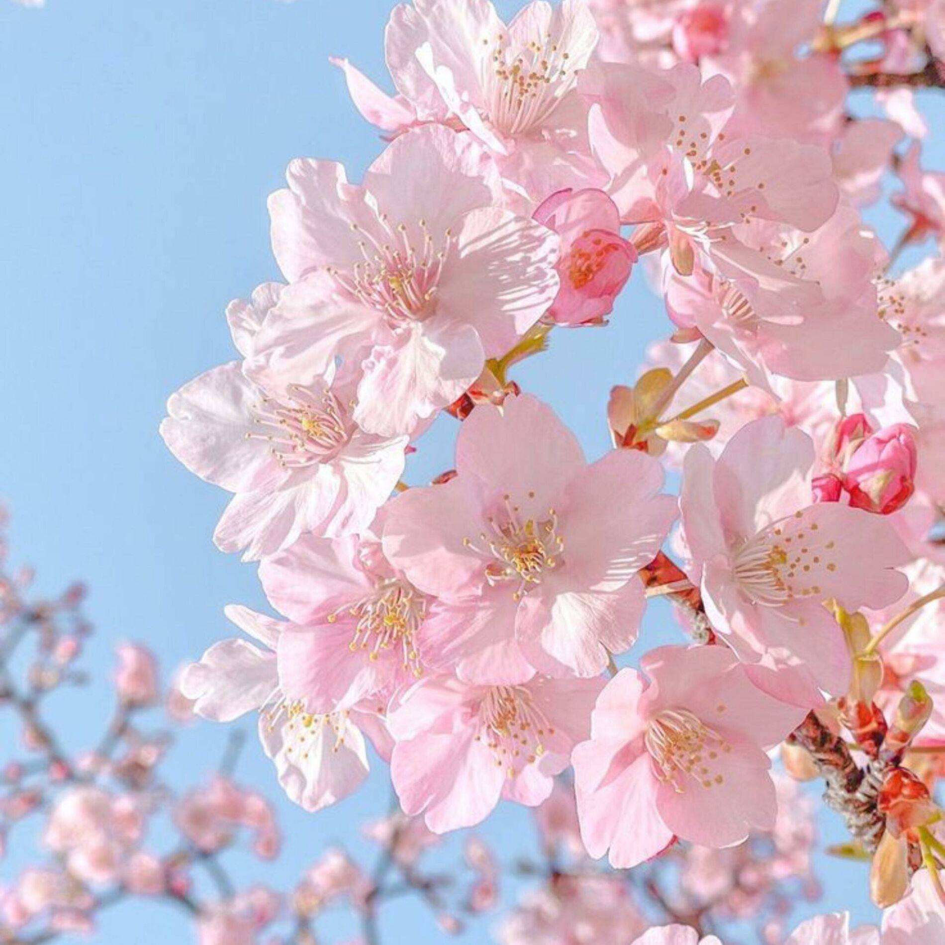 Album cover of Bloom