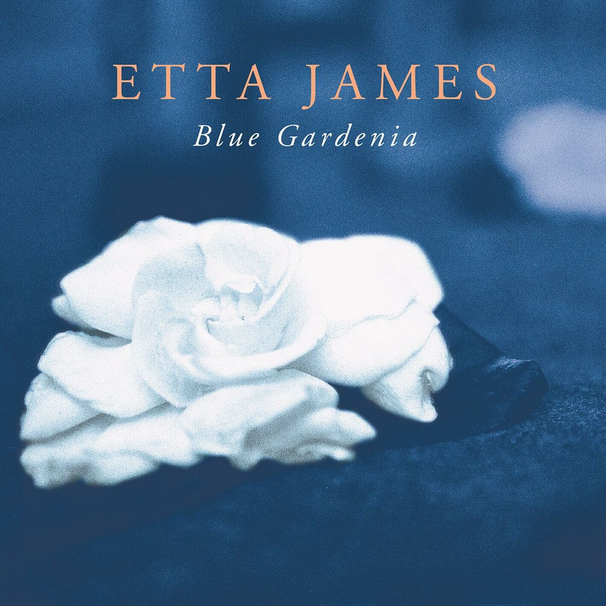 Album cover of Blue Gardenia
