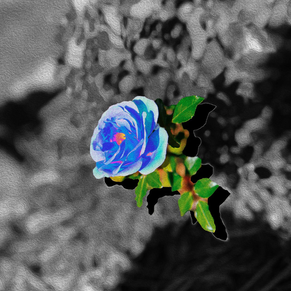 Blue Rose cover