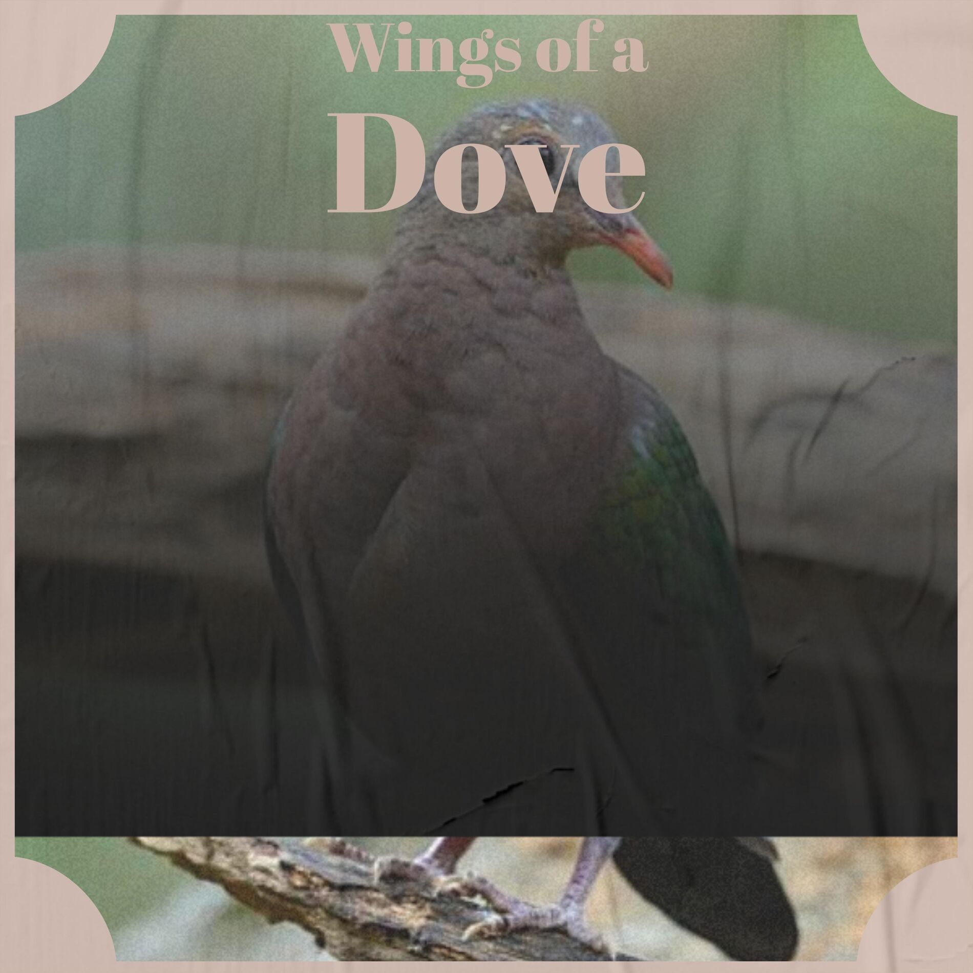 Album cover of Wings of a Dove