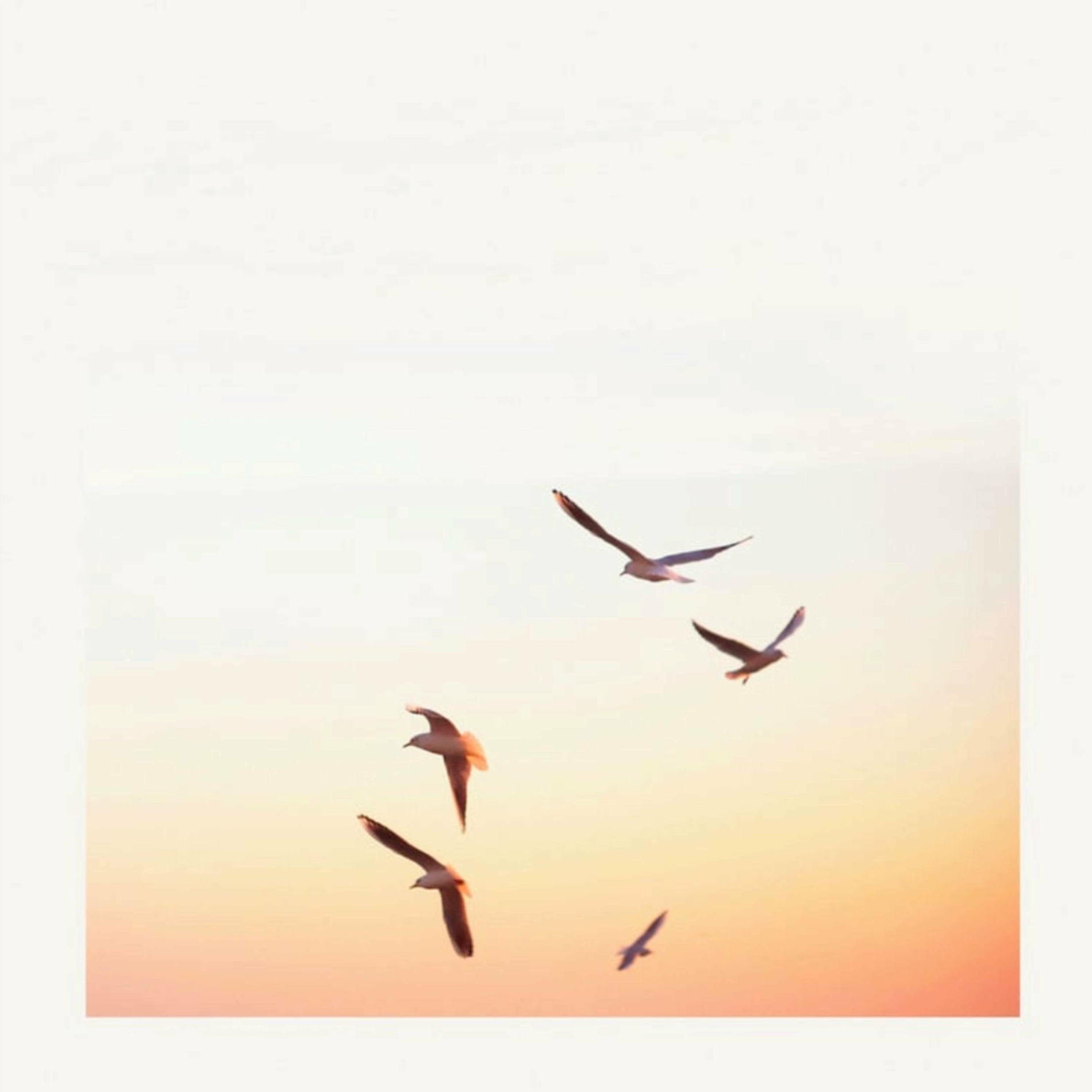 Album cover of Seagulls