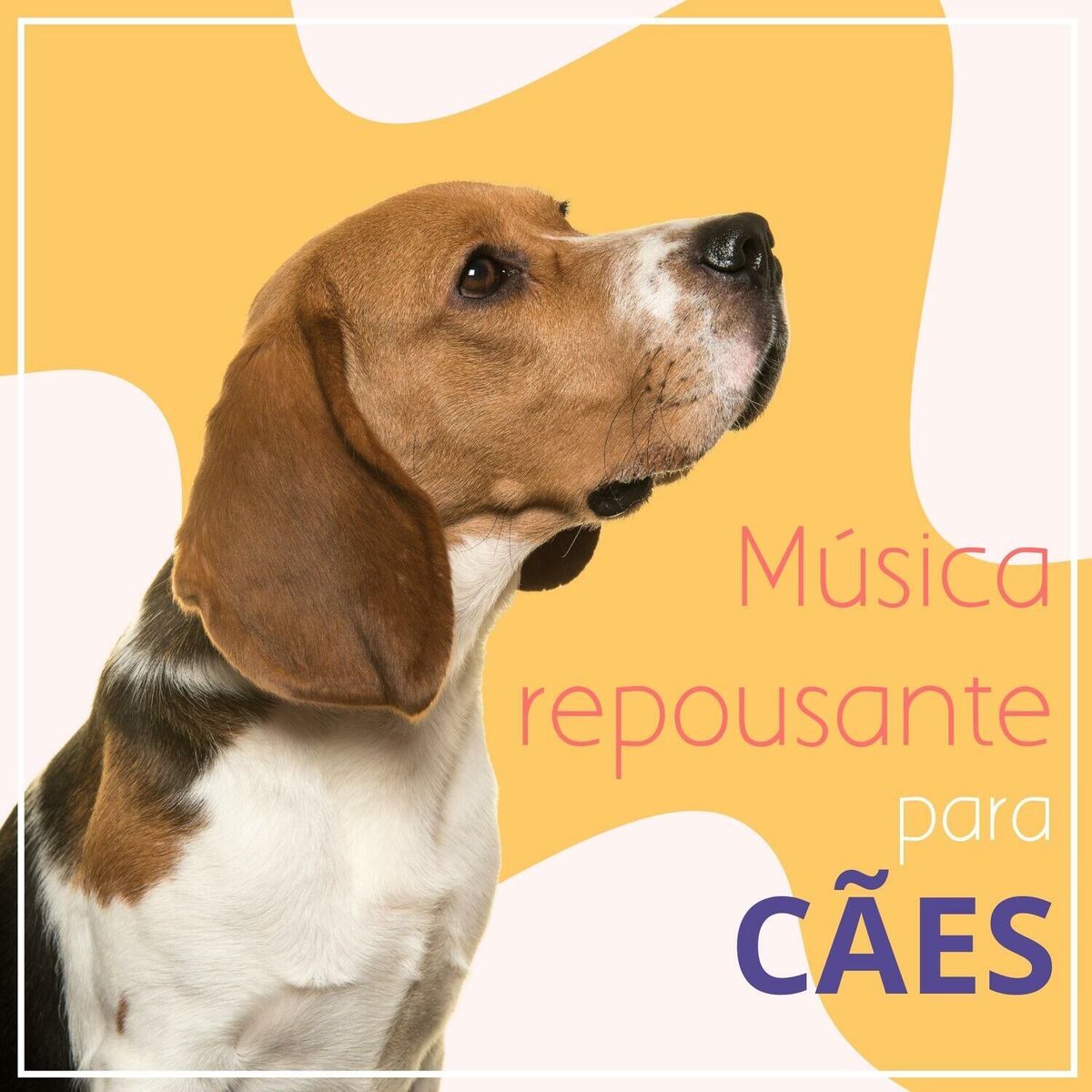 Album cover of Aconchegos calmantes
