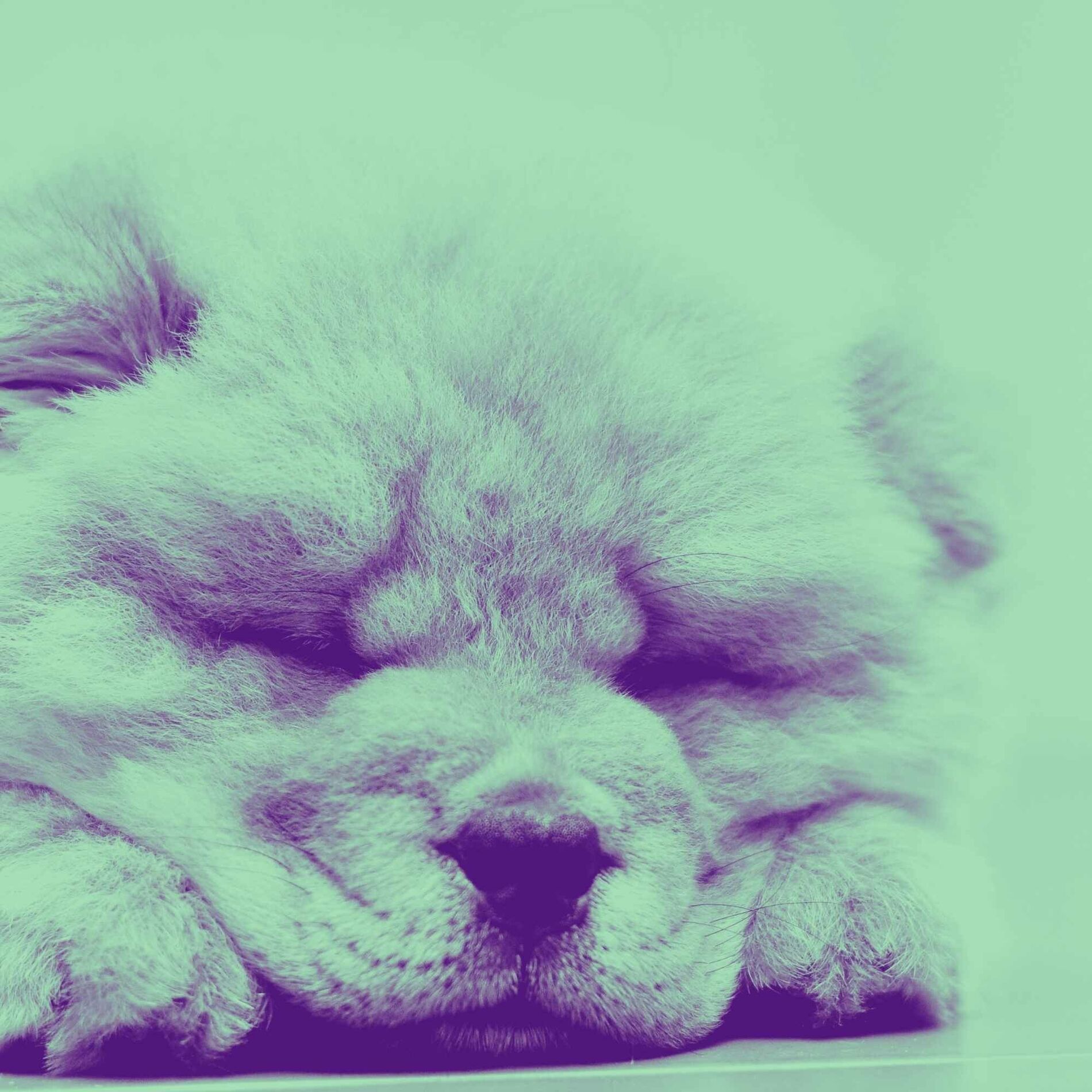 Album cover of Echoes of Doggy Afternoon Rest