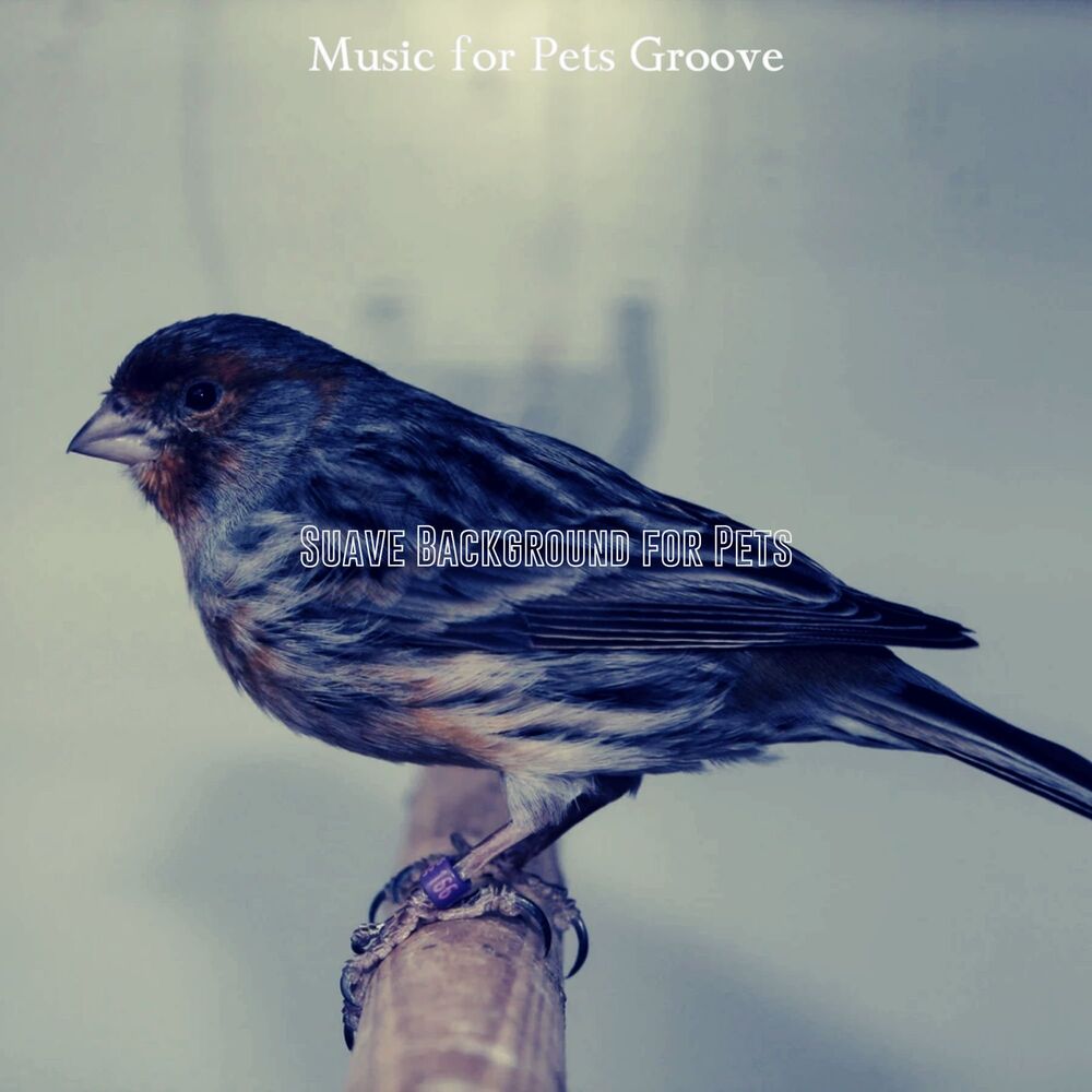 Picture of Suave Background for Pets