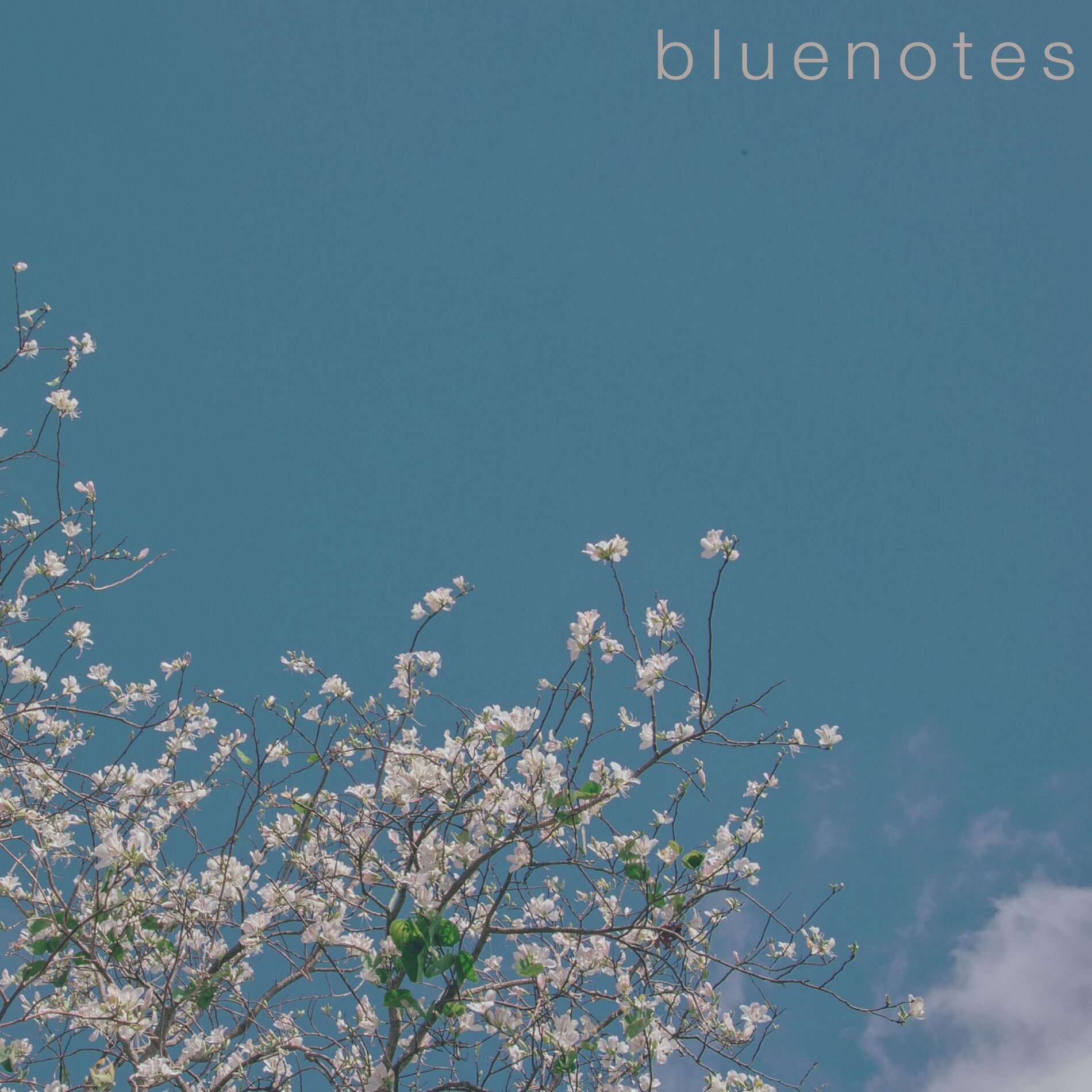Album cover of Bluenotes