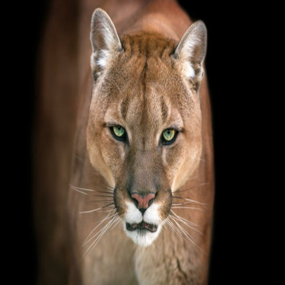 Picture of Puma