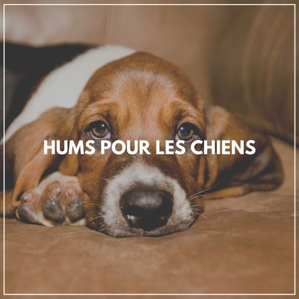 Album cover of Hums pour les chiens